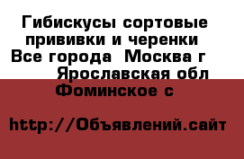 Гибискусы сортовые, прививки и черенки - Все города, Москва г.  »    . Ярославская обл.,Фоминское с.